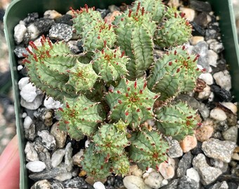 Euphorbia Monstrose - Etsy