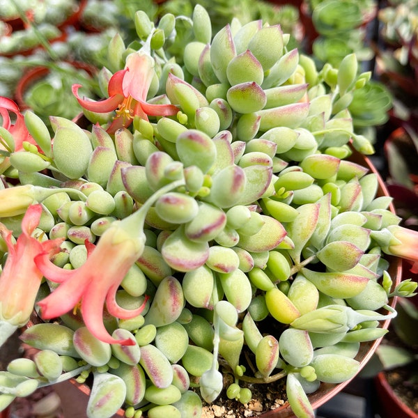 Cotyledon pendens | Cliff Cotyledon | Live Succulent