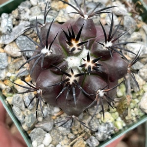 Copiapoa Echinoides Copiapoa Dura Rare Cactus Live Plant Rare Plant image 8