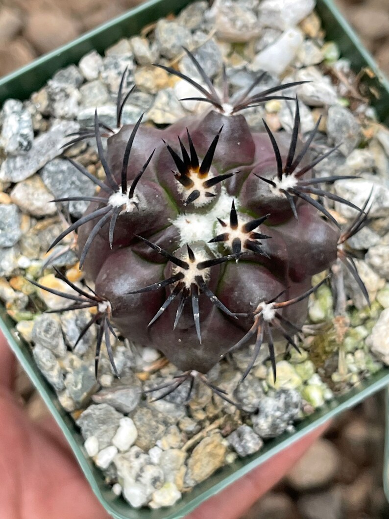 Copiapoa Echinoides Copiapoa Dura Rare Cactus Live Plant Rare Plant image 8