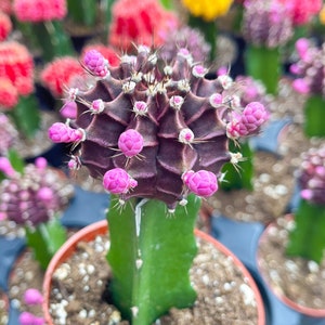 Purple Moon Cactus with flowers | Graft Cactus