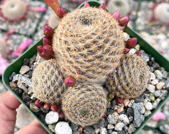 3.5”Rebutia Narvaecensis | Live Cactus