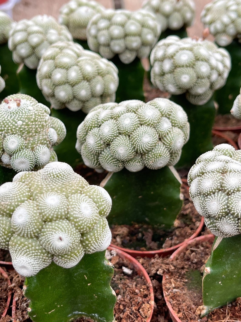 Blossfeldia liliputan cactus Rare Cactus Graft Cactus 5” Tall