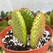 see more listings in the Cactus section