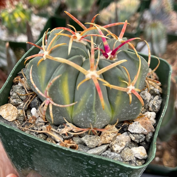 Ferocactus Latispinus Devil’s Tongue | Live cactus