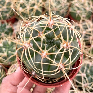 Gymnocalycium Multiflorum Live Cactus | Rare Cactus