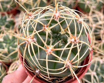 Gymnocalycium Multiflorum Live Cactus | Rare Cactus