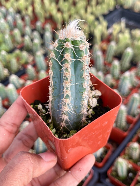 3 sum mini Set of BLUE Pilosocereus Pachycladus 5 Fuzzy Torch Cactus