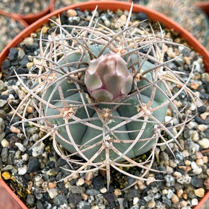 Gymnocalycium Cardenasianum Busy Spines Pink Flower Rare Cactus image 5