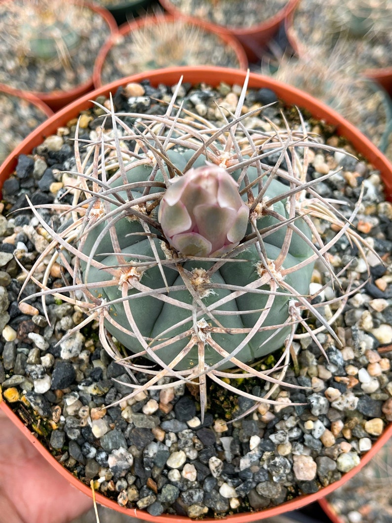 Gymnocalycium Cardenasianum Busy Spines Pink Flower Rare Cactus image 5