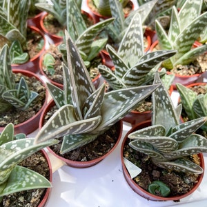 Tiger Aloe Aloe variegata Live Plant image 7