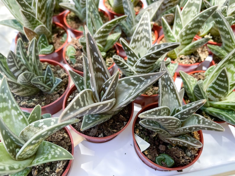 Tiger Aloe Aloe variegata Live Plant image 7