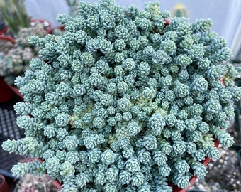 Sedum Dasyphyllum Major | Corsican Stonecrop | Blue Tears Sedum