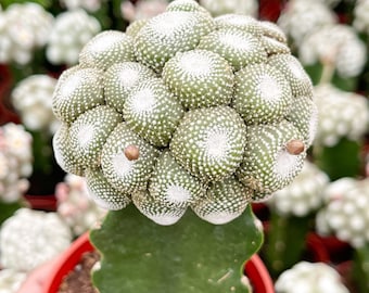 Blossfeldia liliputan cactus | Rare Cactus | Graft Cactus