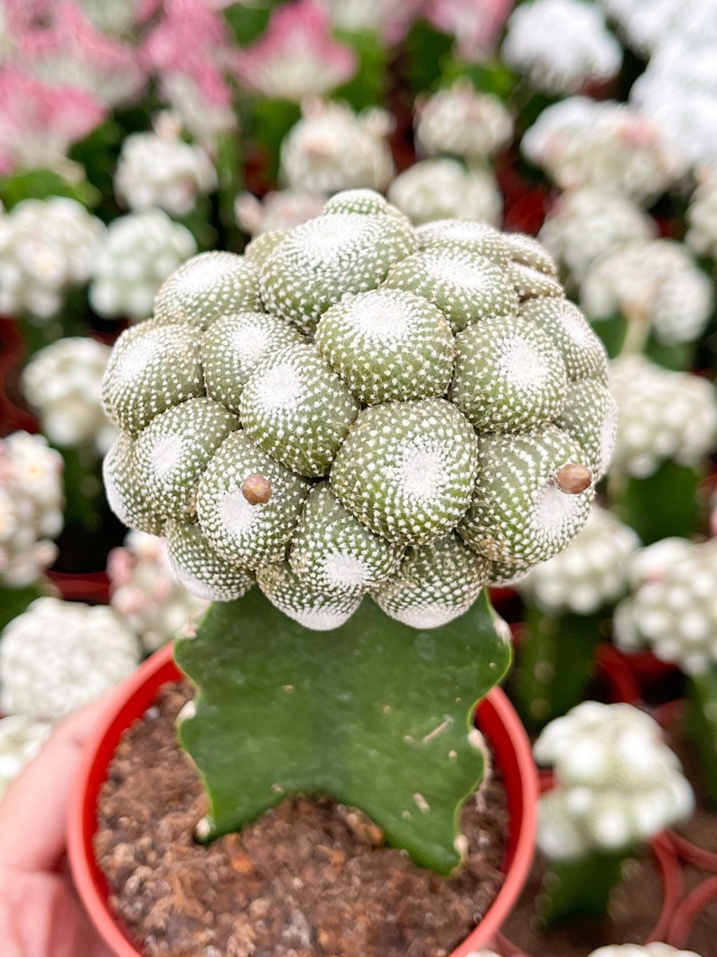 Blossfeldia liliputan cactus Rare Cactus Graft Cactus image 1