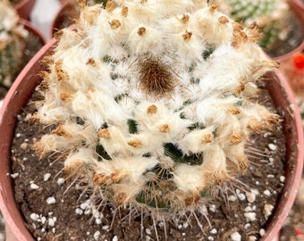 Fuzzy Parodia Mairanana | Live Plant | Live Cactus