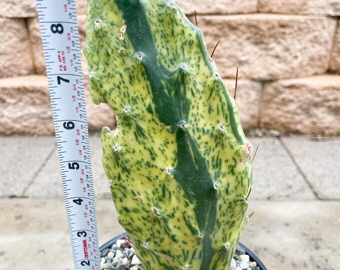 Opuntia Sunburst Variegated Cactus Live Plant Etsy