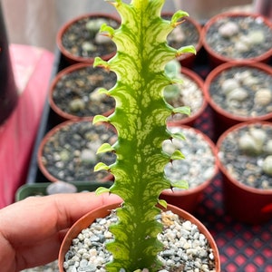 4 Pot Euphorbia Trigona Good Luck Cactus Live Succulent Plant Rare Cactus image 3