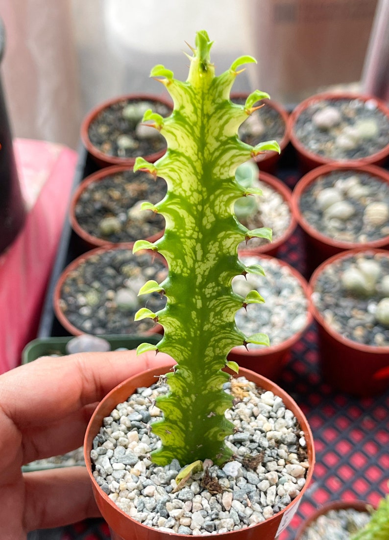 4 Pot Euphorbia Trigona Good Luck Cactus Live Succulent Plant Rare Cactus image 3