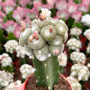 Blossfeldia liliputan cactus Rare Cactus Graft Cactus image 4