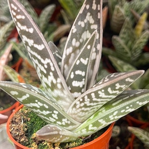 Tiger Aloe Aloe variegata Live Plant 4”