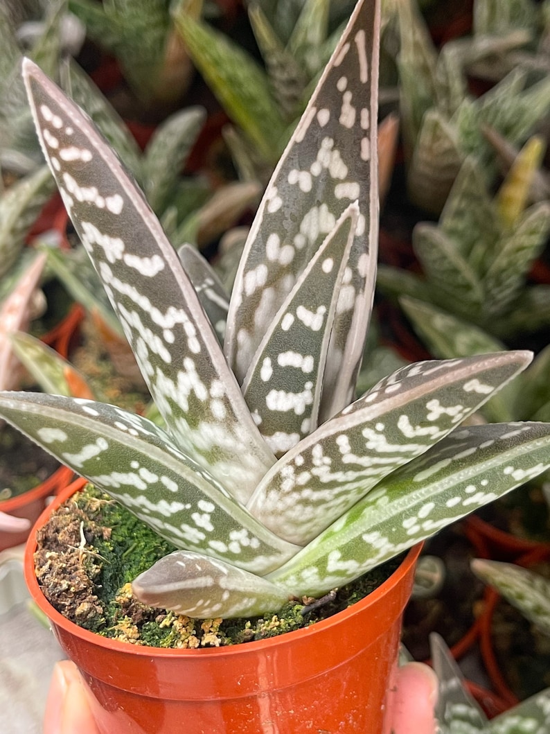 Tiger Aloe Aloe variegata Live Plant image 6