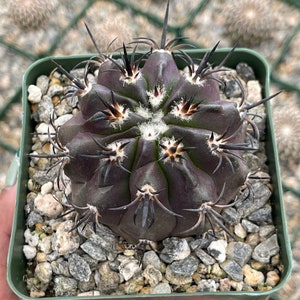 Copiapoa Echinoides Copiapoa Dura Rare Cactus Live Plant Rare Plant image 5