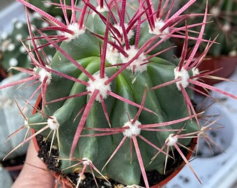 Ferocactus gracilis coloratus | Red Barrel Cactus | Rare Cactus | Live Plant