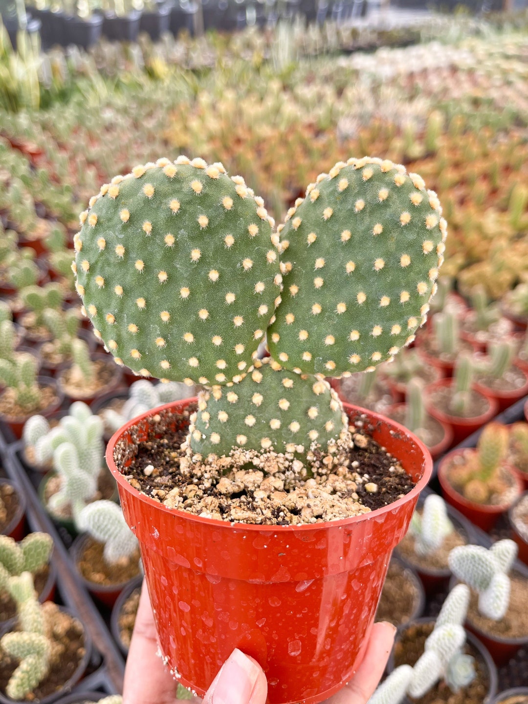 Cactus Oreille de Mickey Cactus aile d'ange Cactus Etsy Canada