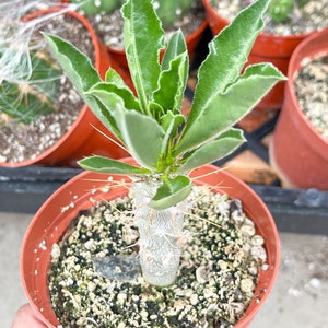 Pachypodium Saundersii Live Plant image 10