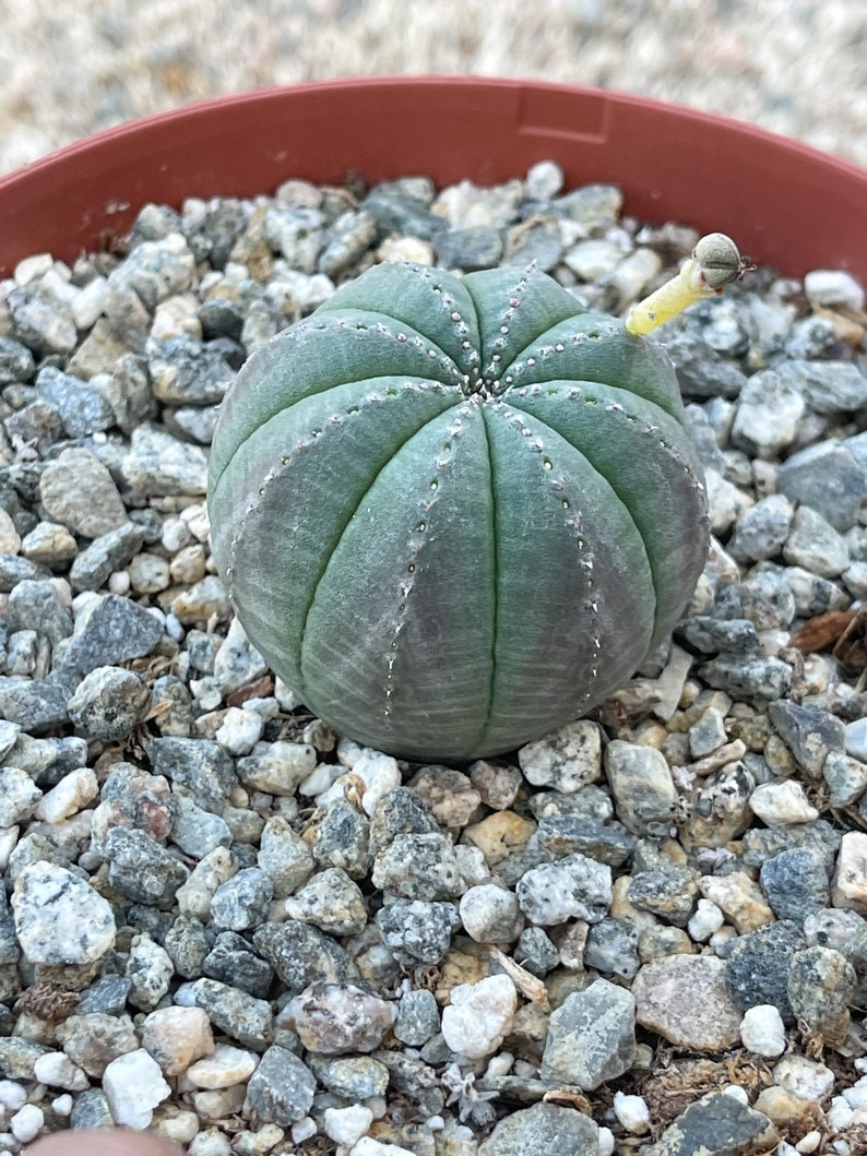 Euphorbia Obesa Baseball Cactus Live Cactus image 6