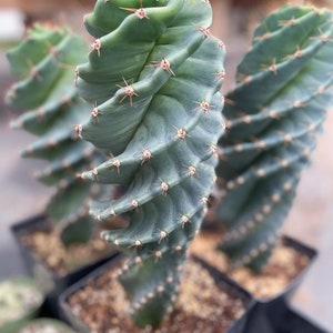 Spiral Cactus | Cereus forbesii Spiralis I Live cactus | Live Plant