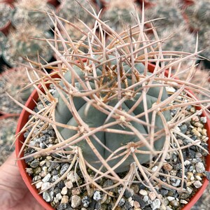 Gymnocalycium Cardenasianum Busy Spines Pink Flower Rare Cactus 6” Medium