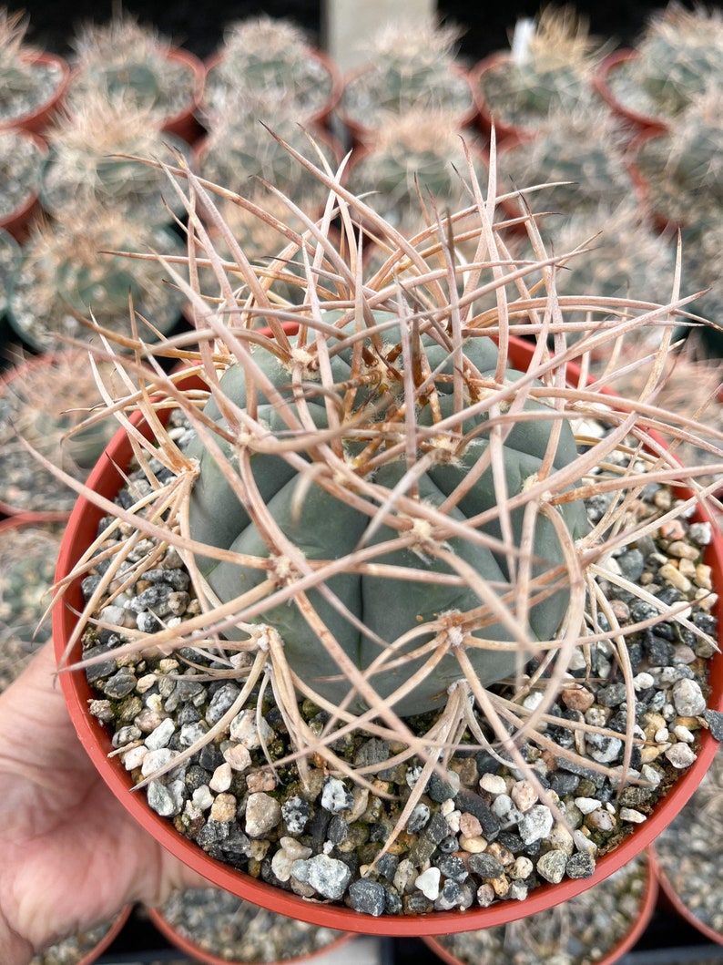 Gymnocalycium Cardenasianum Busy Spines Pink Flower Rare Cactus 6” Medium