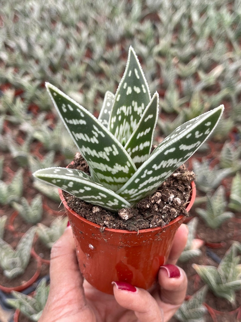 Tiger Aloe Aloe variegata Live Plant image 4