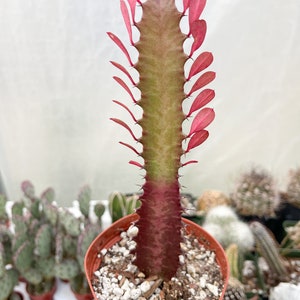 4 Pot Euphorbia Trigona Good Luck Cactus Live Succulent Plant Rare Cactus Red Royal