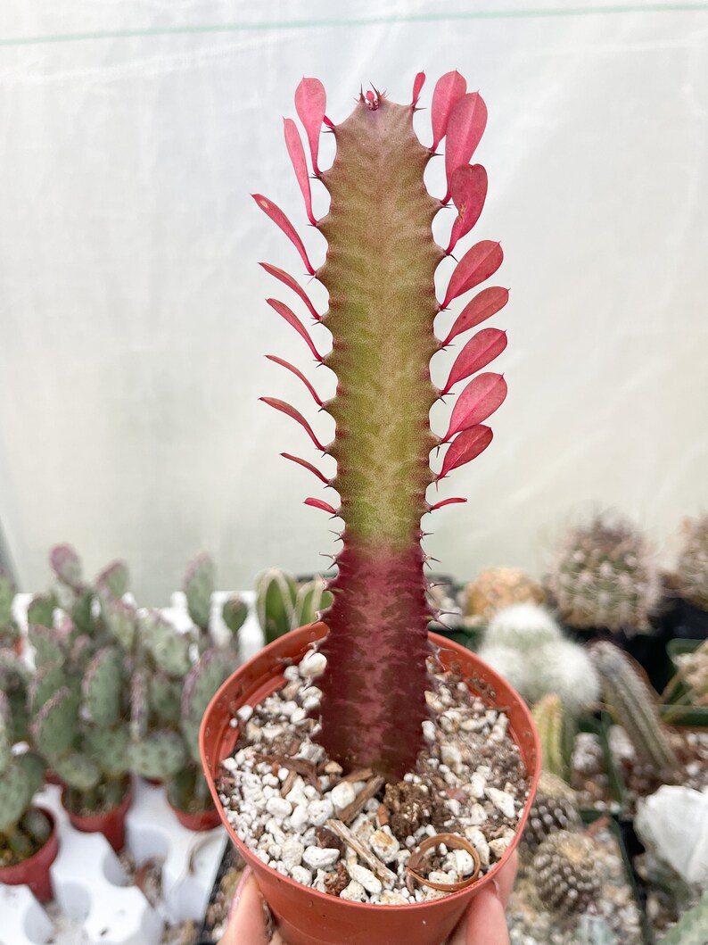 4 Pot Euphorbia Trigona Good Luck Cactus Live Succulent Plant Rare Cactus Red Royal