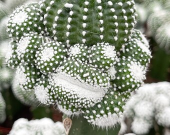 3.25” Pot Notocactus scopa cv. inermis cristatus | Rare Cactus | Graft Cactus | Rare Cactus