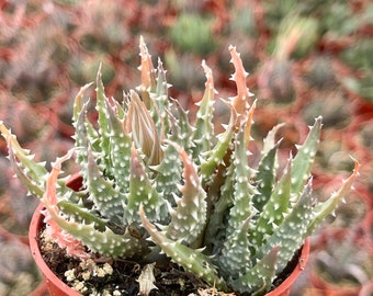 3.25” Aloe Humilis | Live Succulent