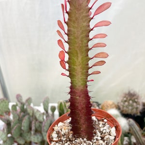 4 Pot Euphorbia Trigona Good Luck Cactus Live Succulent Plant Rare Cactus image 1