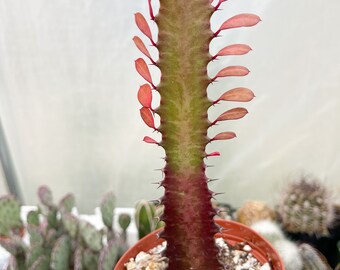 Maceta de 4" Euphorbia Trigona / Cactus de buena suerte / Planta suculenta viva / Cactus raro