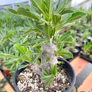 Pachypodium Saundersii Live Plant image 7