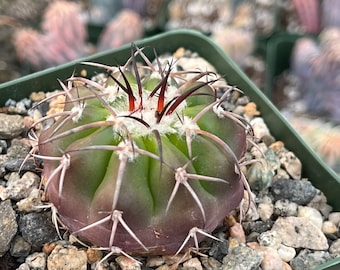 Disco cactus Crystallophilus | Rare Cactus | Live Plant