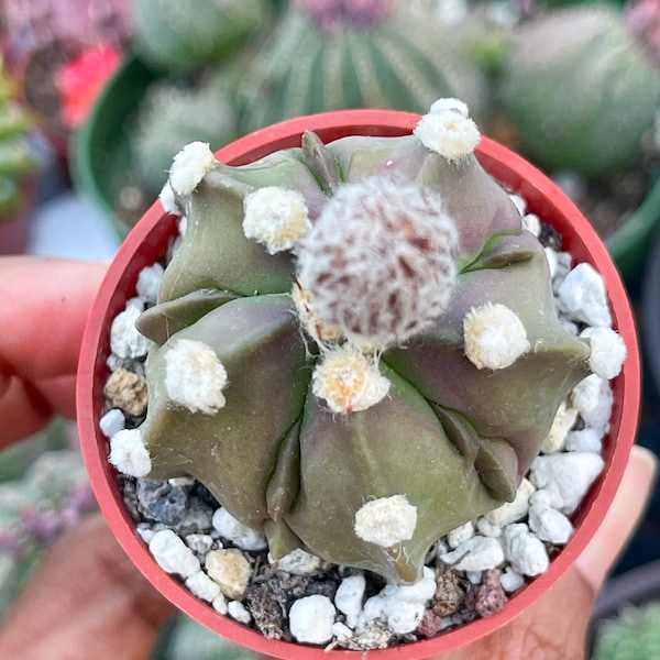 Small Astrophytum Nudum | Live Cactus | Live Plant