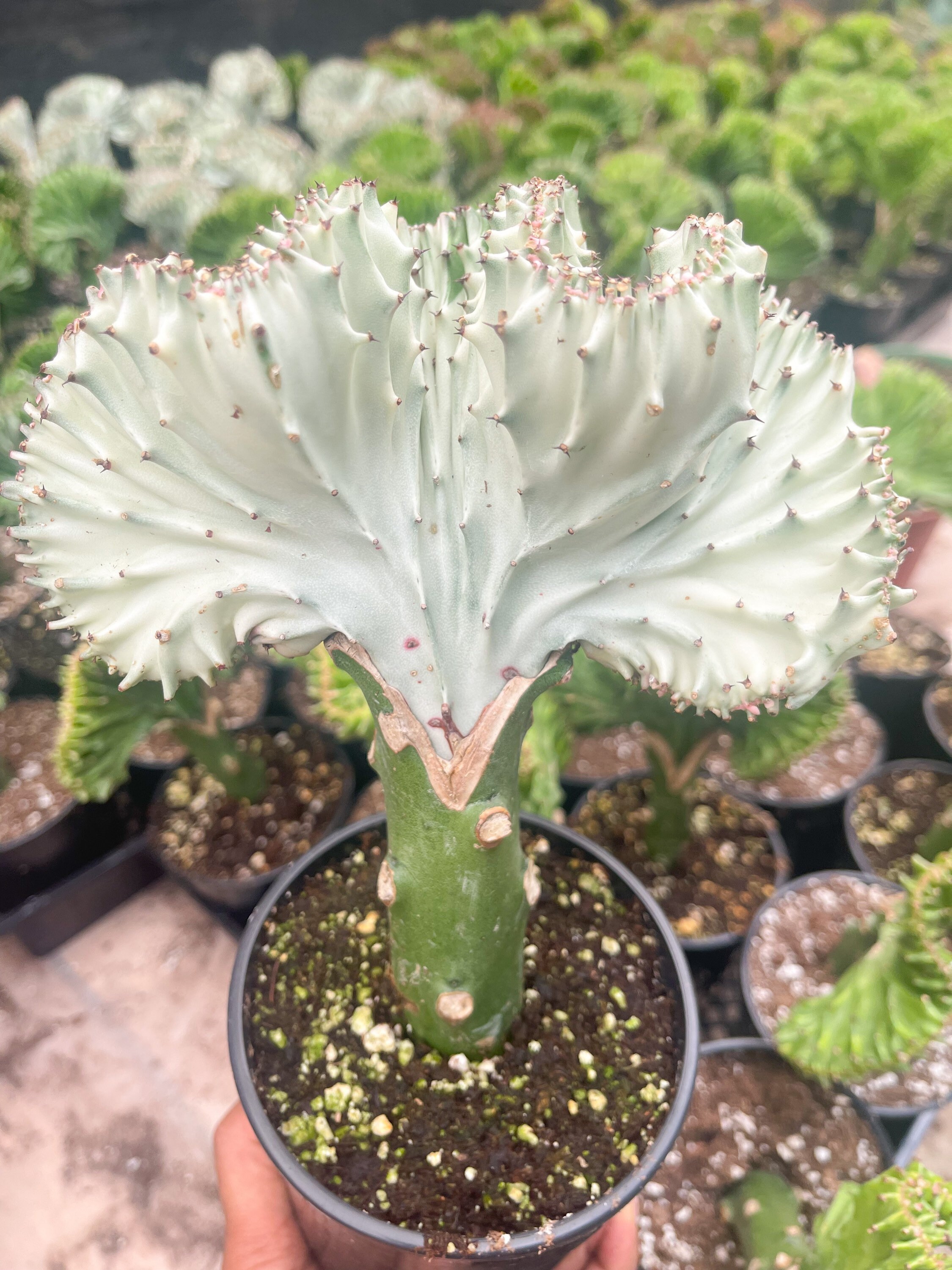 Euphorbia lactea Cristata | Coral Cactus | Rare Cactus