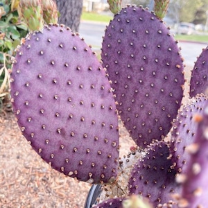 Cutting Opuntia “baby rita” | prickly pear cactus | Santa Rita Prickly Pear Cactus | Purple Cactus