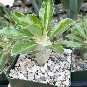Pachypodium Saundersii Live Plant image 3