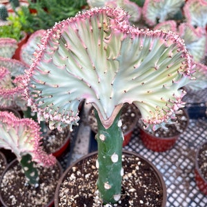 30 Most Rare Cactus 