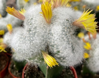 3.25” Mammillaria Baumii Crest Graft Cactus| Rare Cactus