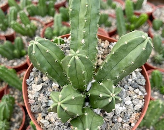 Echinocereus Viereckii Morricalii Cluster | Live Cactus | Rare cactus